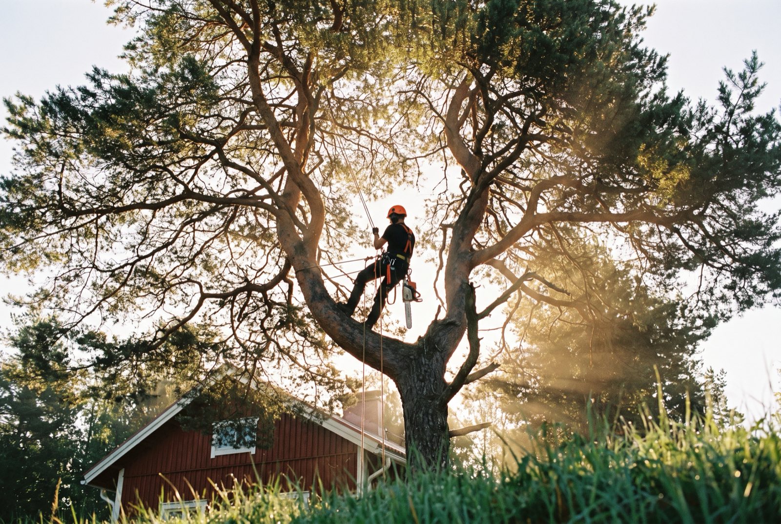 Arboristi kaataa mäntyä köysitekniikalla omakotitalon pihalla
